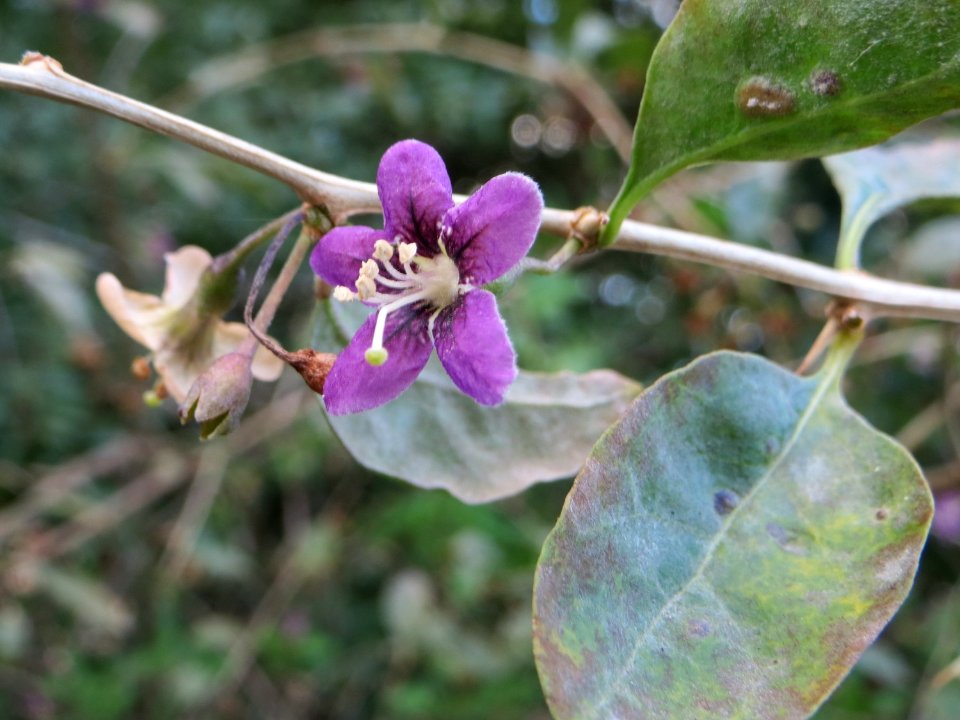 20140920Lycium_barbarum1