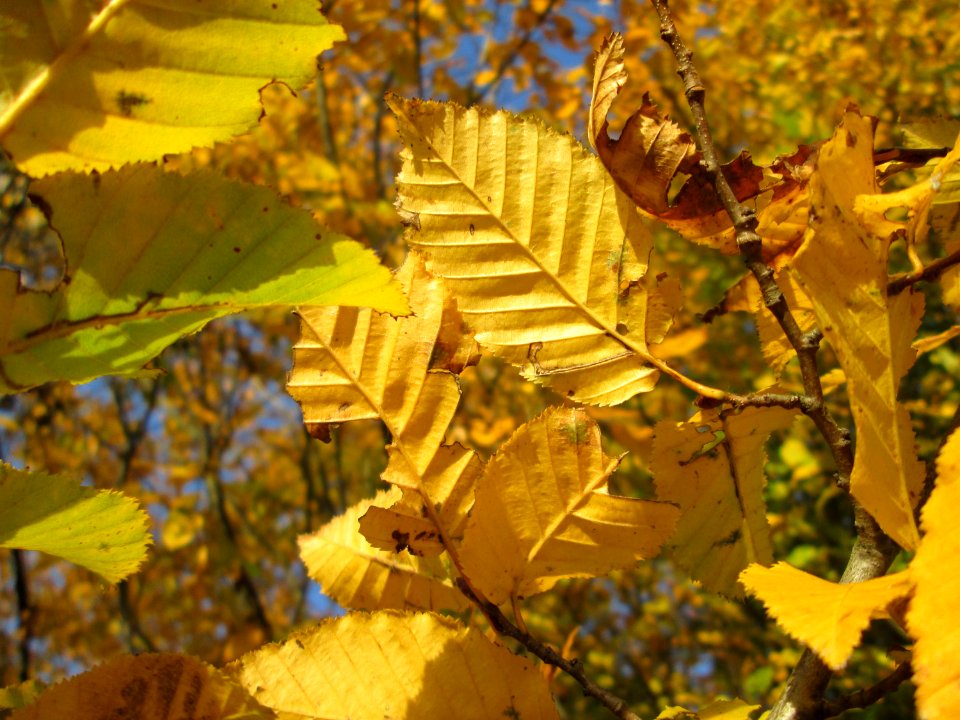 20141108Ulmus_minor09
