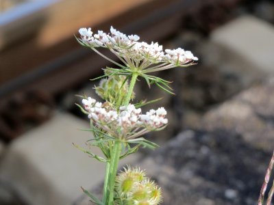 20140820Daucus_carota1