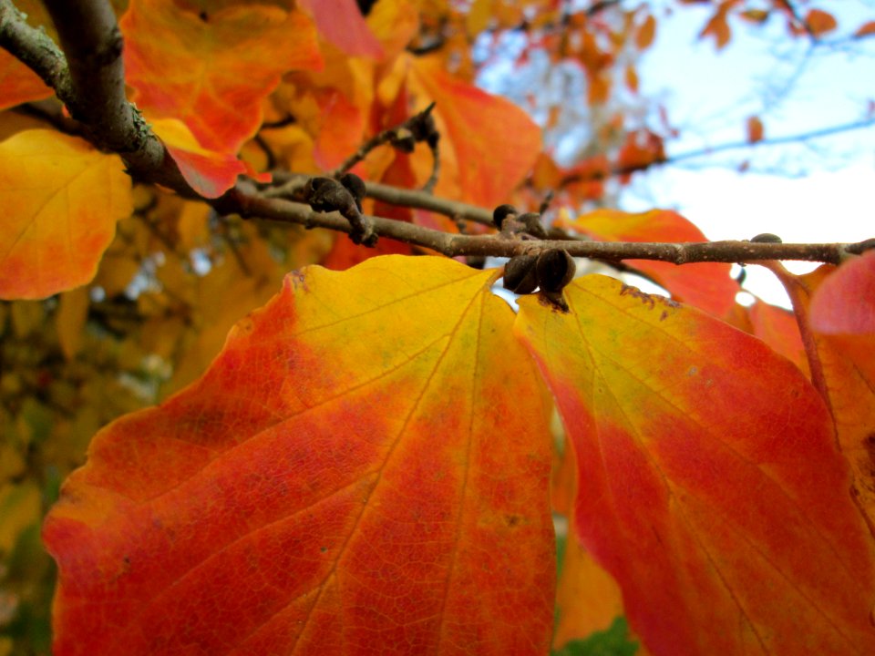 20141119Parrotia_persica3