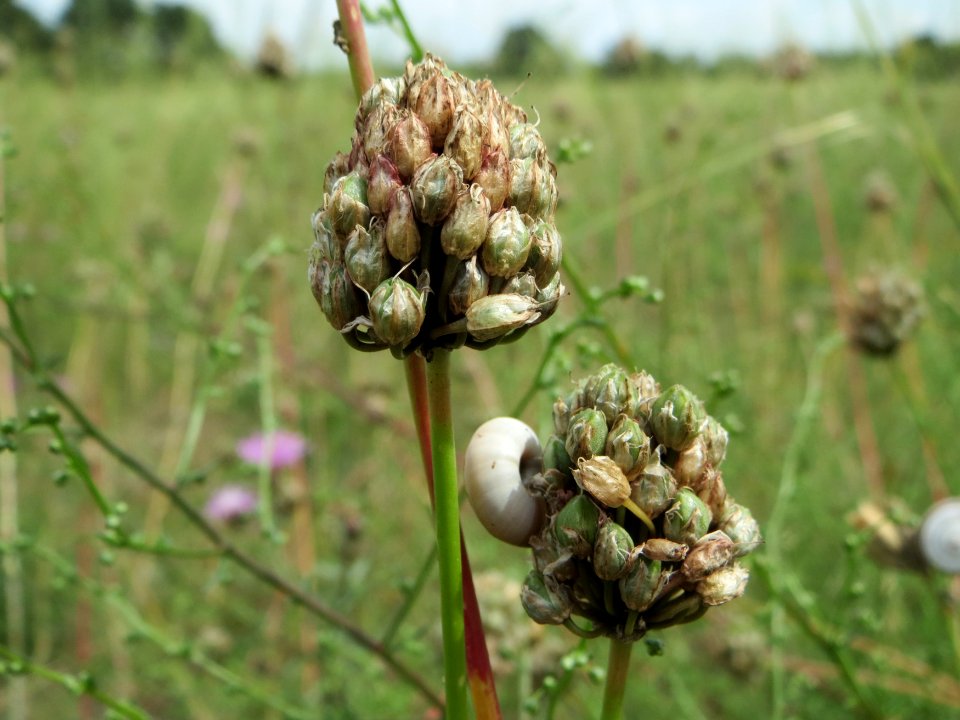 20140803Allium_sphaerocephalon1
