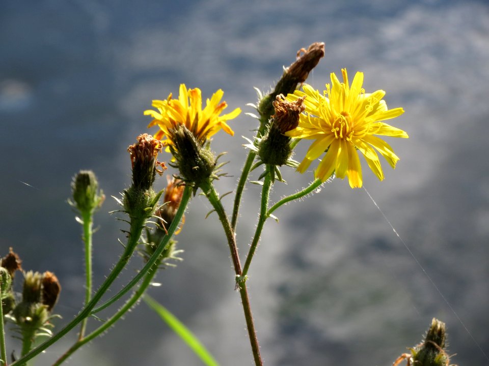 20140920Picris_hieracioides4