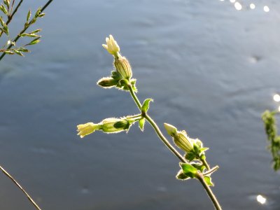 20140920Silene_latifolia1