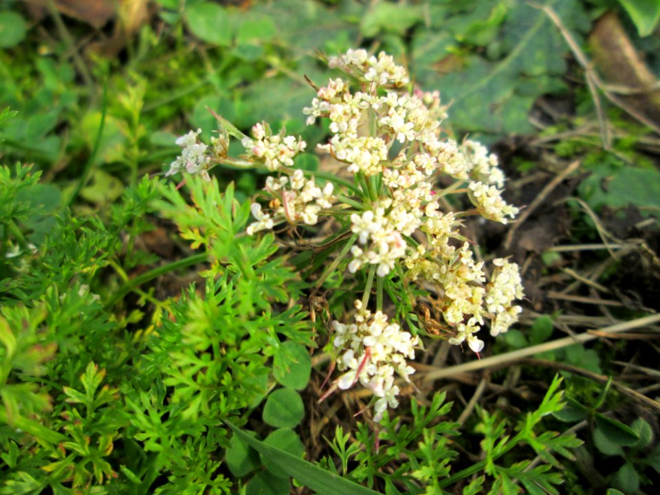 20141119Daucus_carota