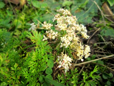 20141119Daucus_carota