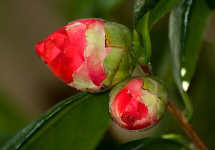 Camelia buttons flower bud
