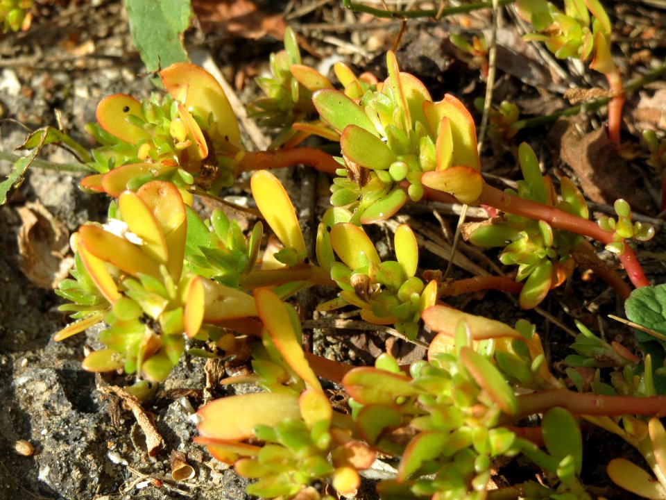 20140920Portulaca_oleracea2