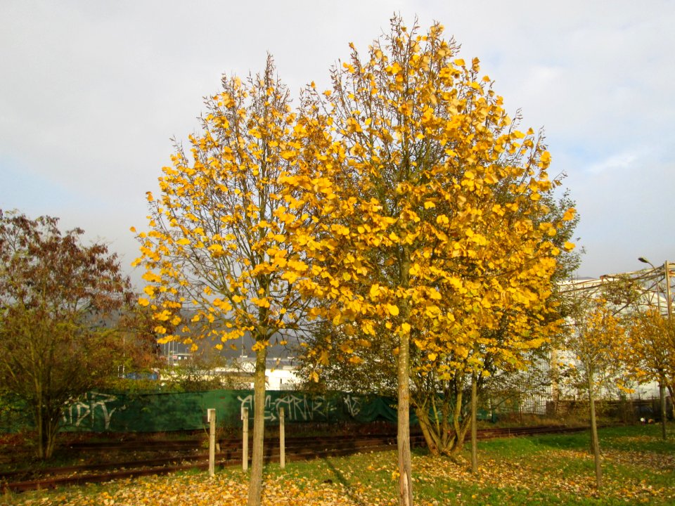 20141119Tilia_tomentosa1