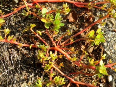 20140920Portulaca_oleracea3
