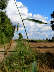 20140920Echinochloa_crus-galli2