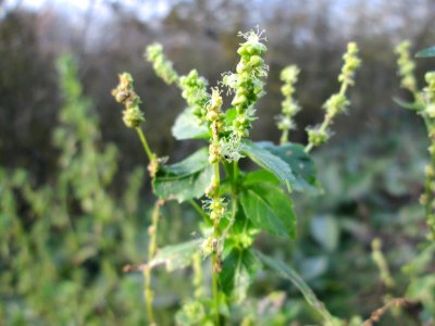 20141122Mercurialis_annua1