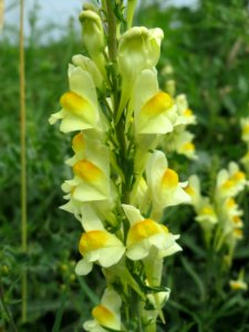 20140802Linaria_vulgaris