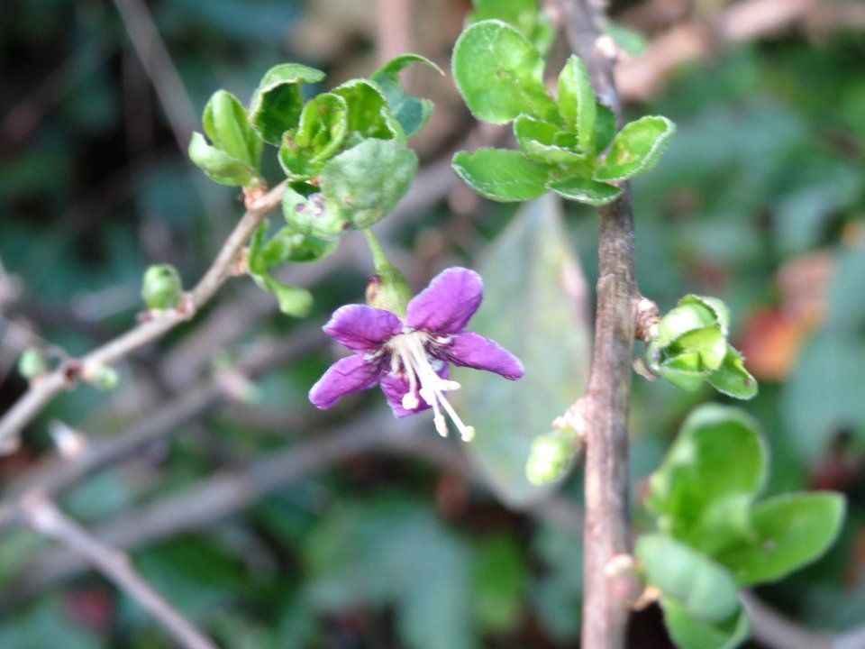 20140920Lycium_barbarum3