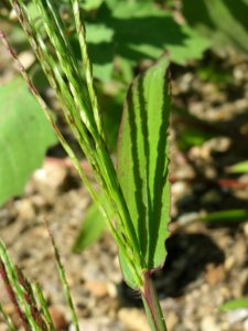20140824Digitaria_sanguinalis5