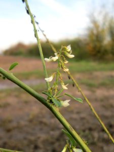 20141122Melilotus_albus1