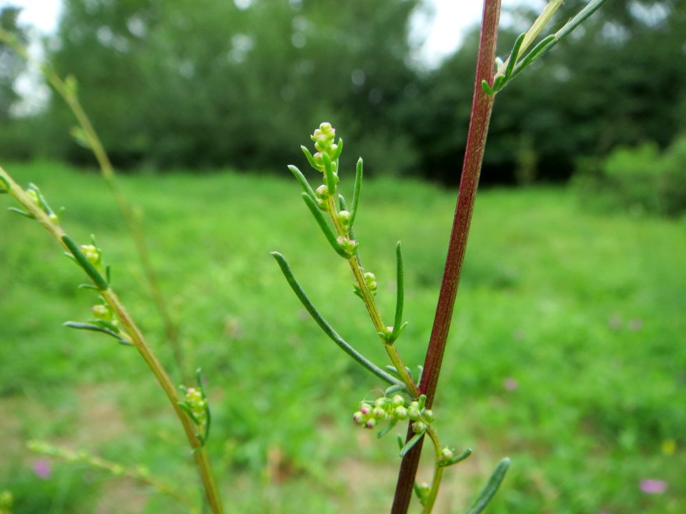 20140803Artemisia_campestris1