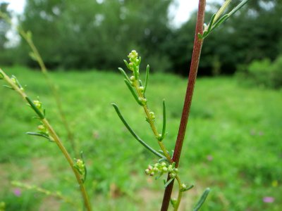 20140803Artemisia_campestris1