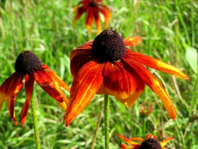 20140827Rudbeckia_hirta2