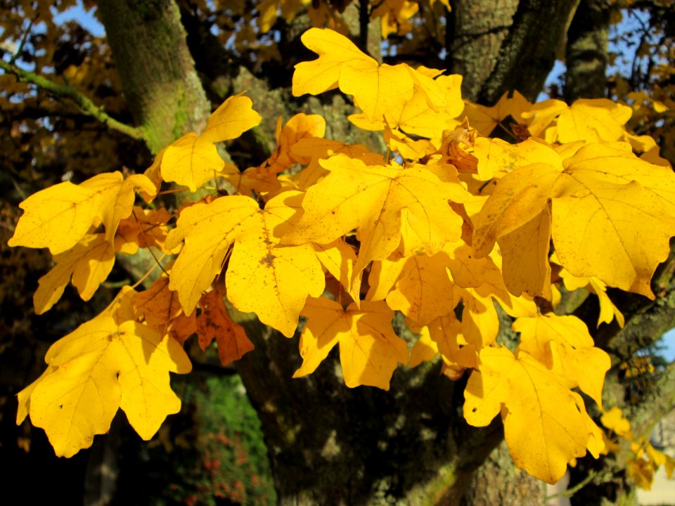 20141122Acer_campestre3
