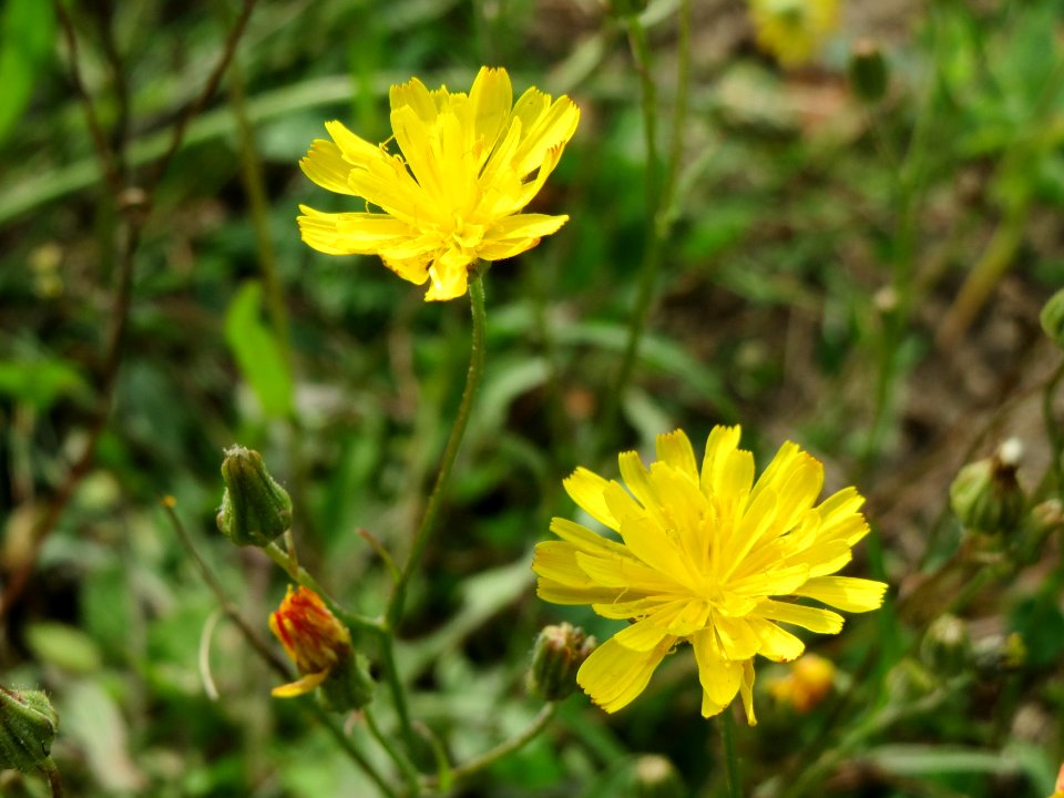 20140820Hypochaeris_radicata2