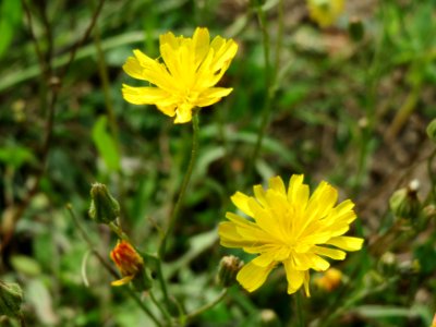 20140820Hypochaeris_radicata2