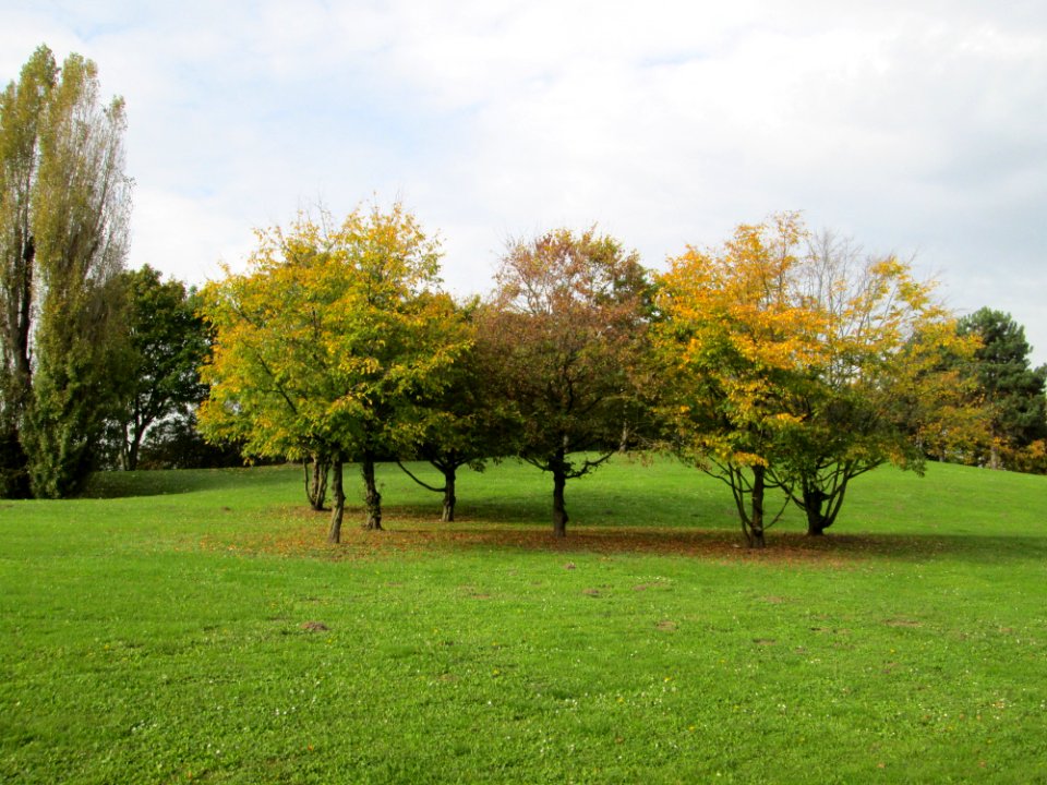 20141031Carpinus_betulus1