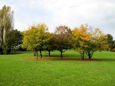 20141031Carpinus_betulus1