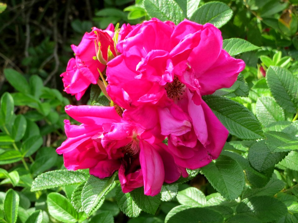 20140822Rosa_rugosa2