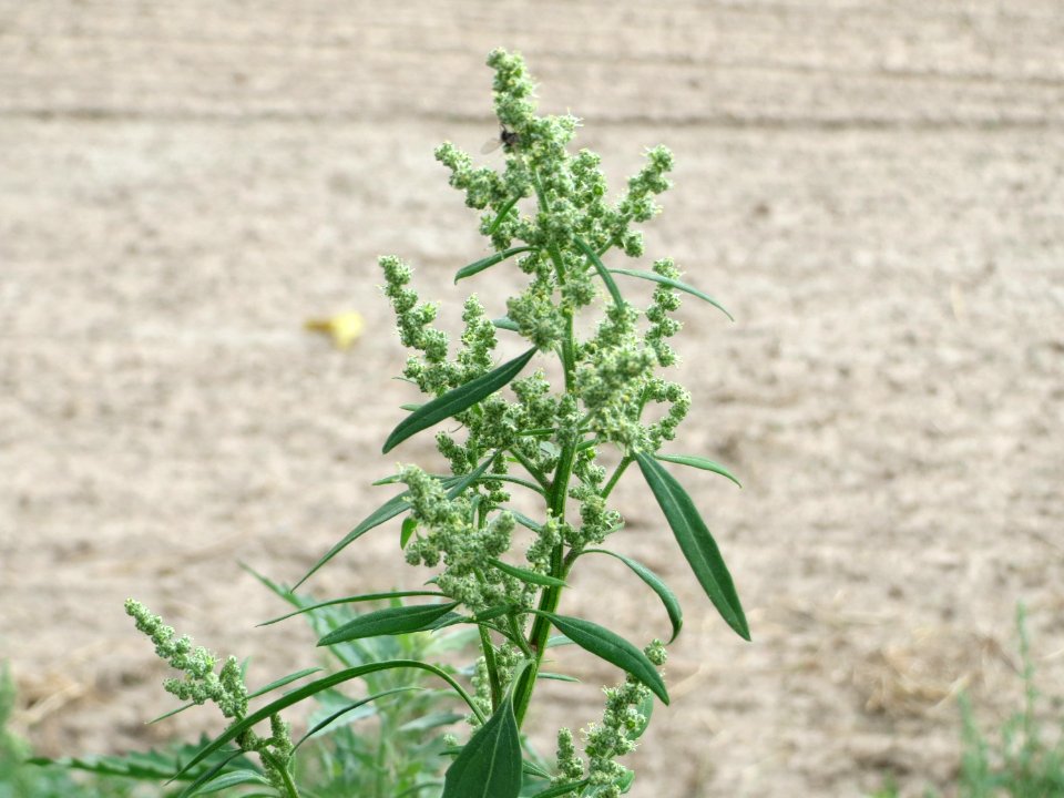 20140823Chenopodium_album