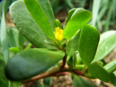 20140822Portulaca_oleracea3