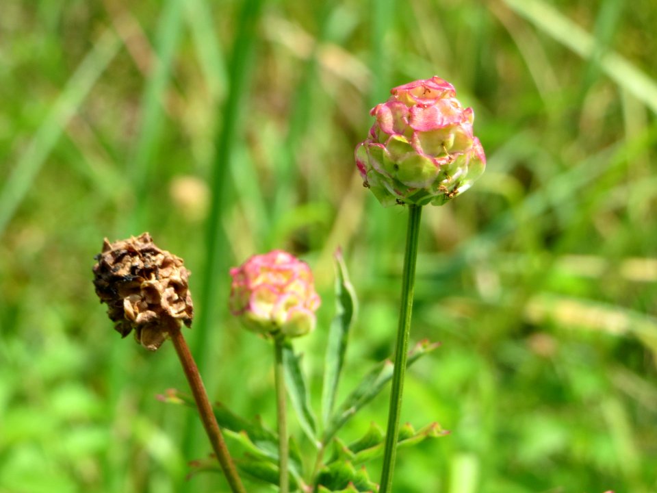 20140817Sanguisorba_minor1
