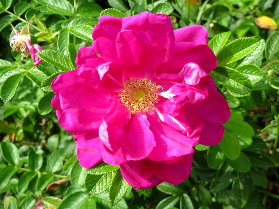 20140822Rosa_rugosa1