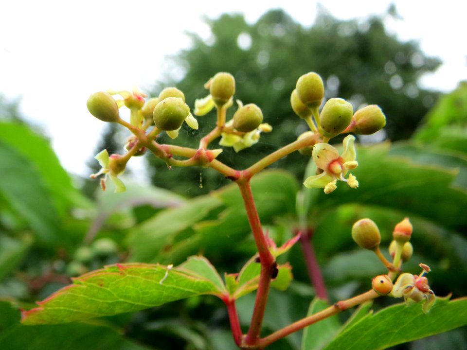 20140817Parthenocissus_quinquefolia3