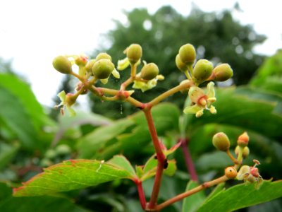 20140817Parthenocissus_quinquefolia3