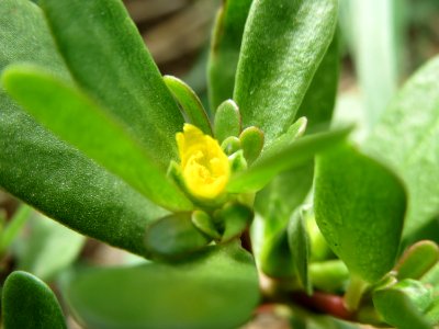 20140822Portulaca_oleracea4