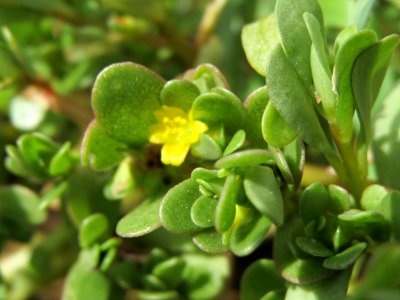20140822Portulaca_oleracea5