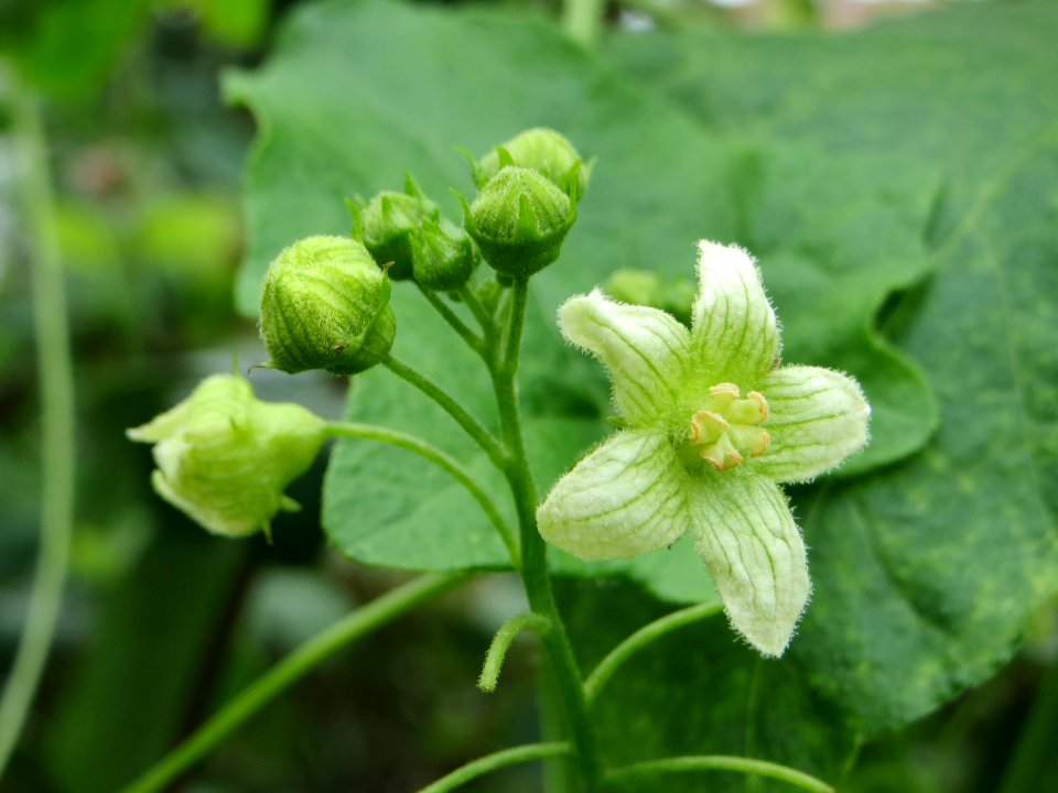 20140817Bryonia_dioica3