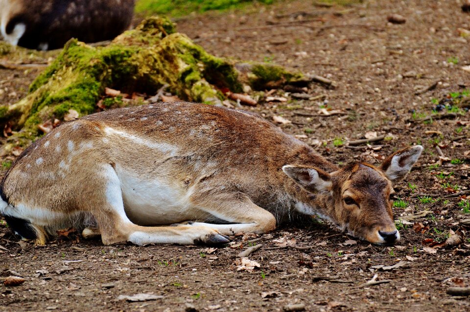 Nature red deer mammal