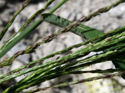 20140824Digitaria_sanguinalis3
