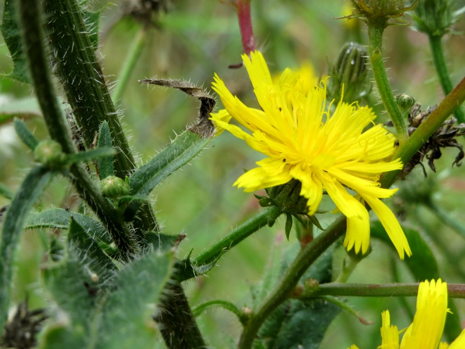 2014081Picris_hieracioides4