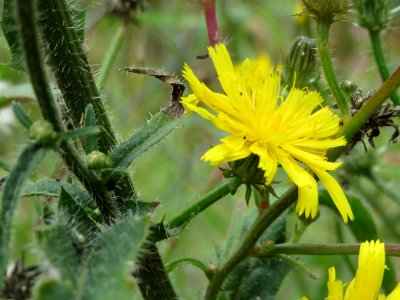 2014081Picris_hieracioides4