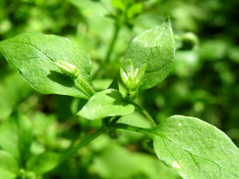 20140822Stellaria_media3
