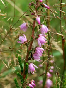 20140820Calluna_vulgaris1