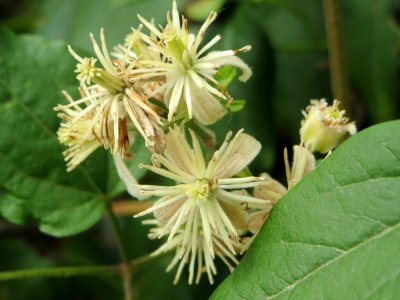 20140825Clematis_vitalba2