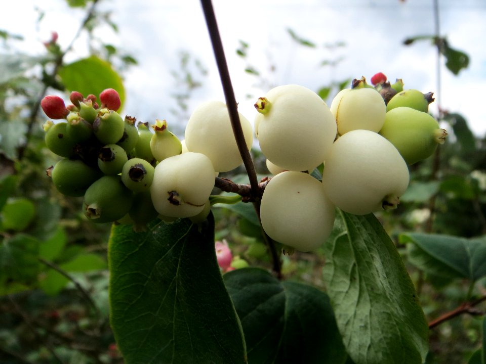 20140817Symphoricarpos_albus1