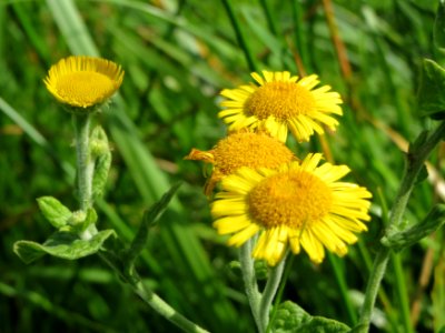 20140824Pulicaria_dysenterica3
