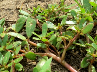 20140820Portulaca_oleracea4