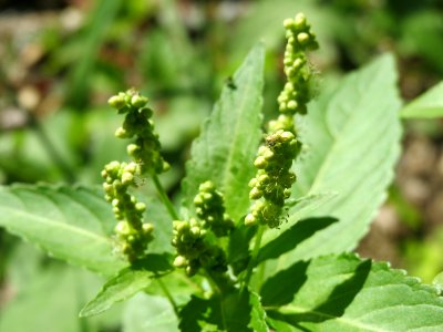 20140824Mercurialis_annua2
