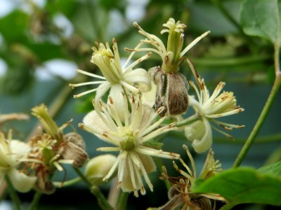 20140825Clematis_vitalba1