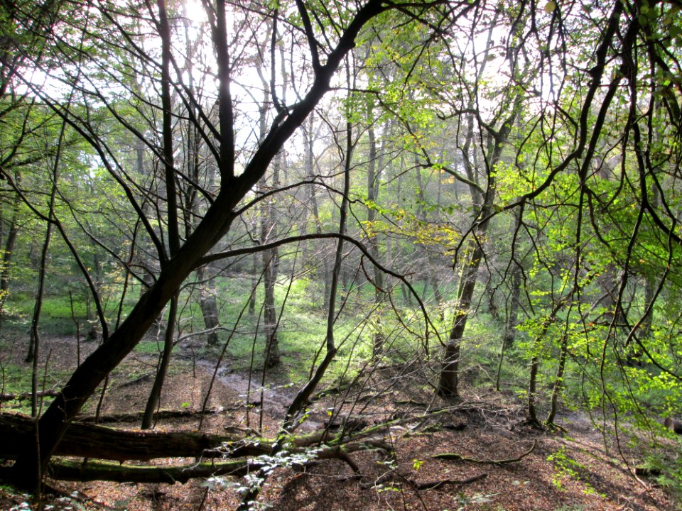 20141026Habsterwiesen_Saarbruecken11